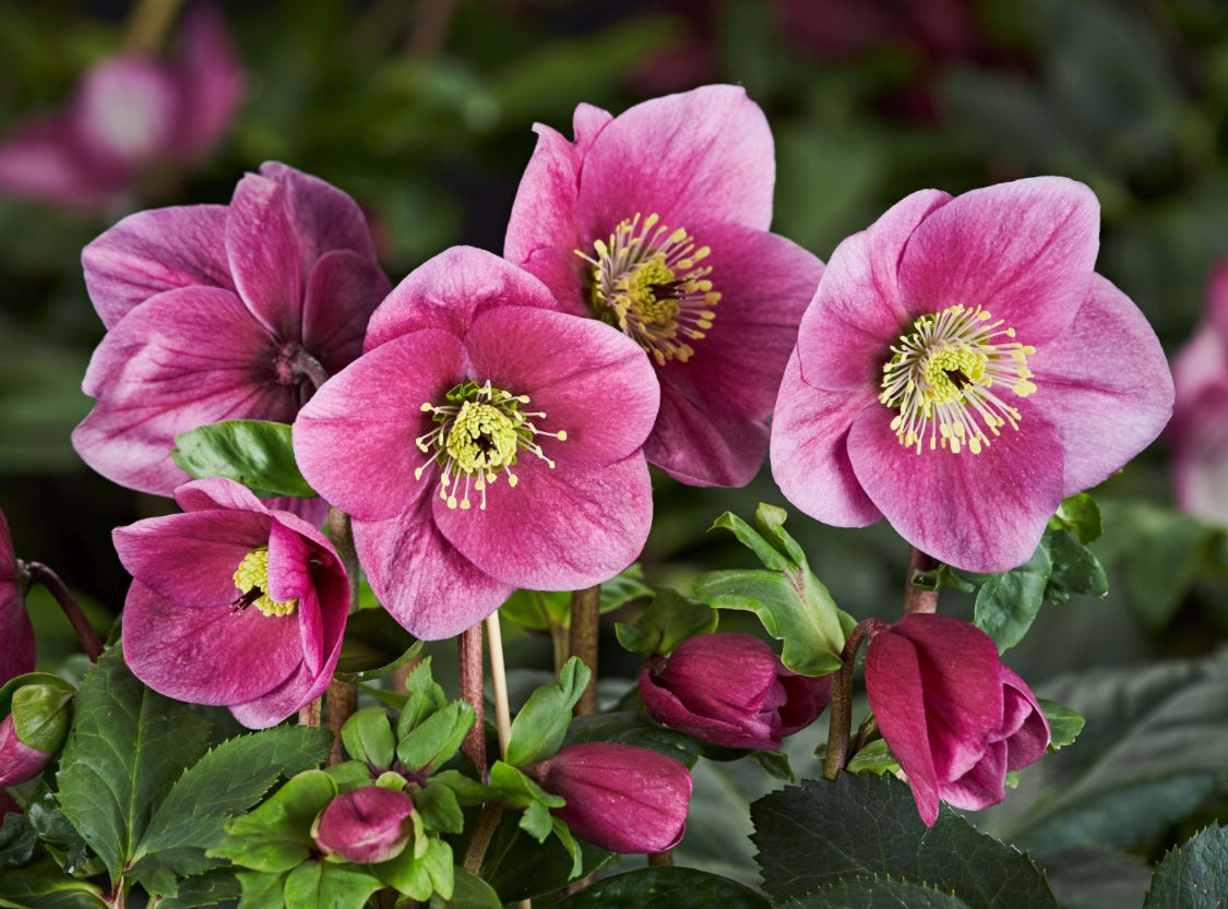 Helleborus HGC Winter Ballet Lulu 2L