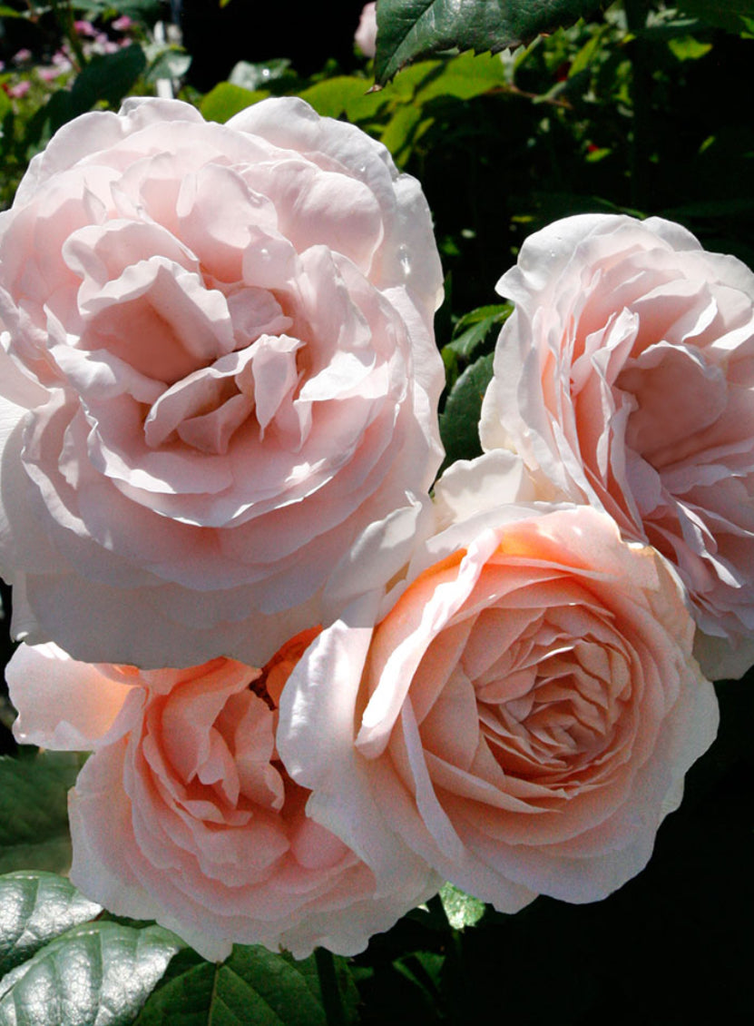 Rose 4.5Ltr