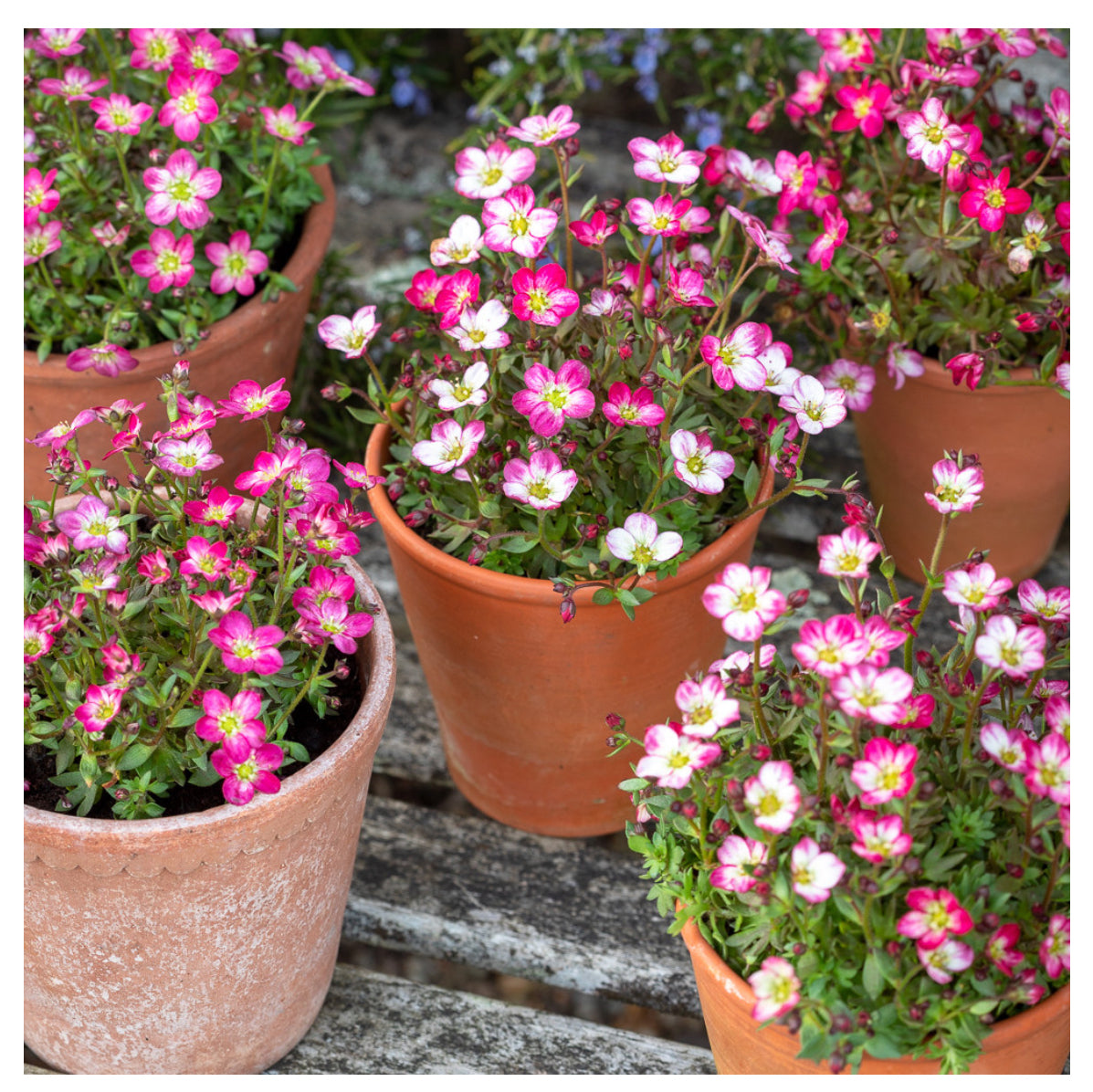Saxifraga Touran 2Ltr
