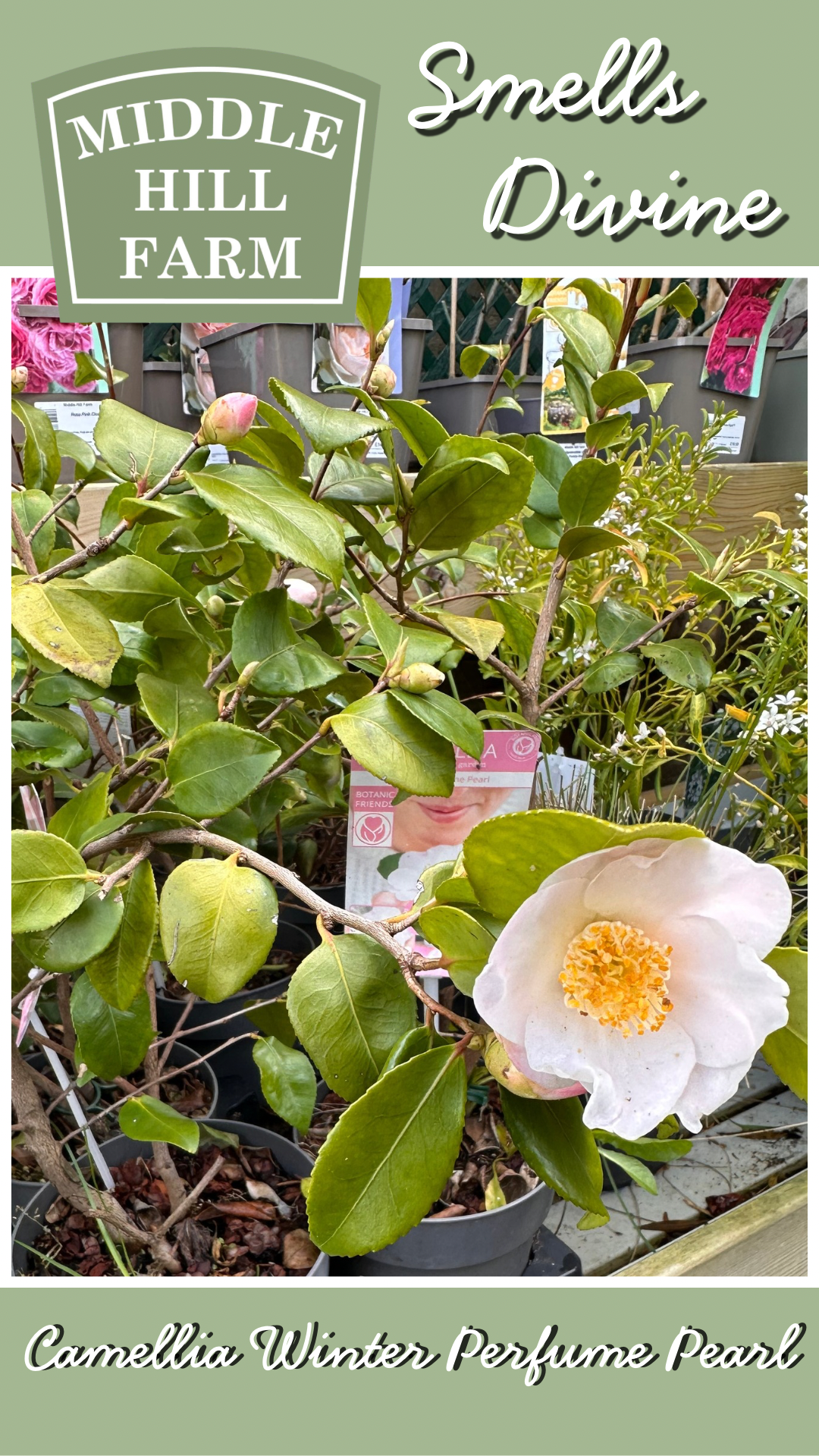 Camellia Winter Perfume Pearl 1.5Ltr