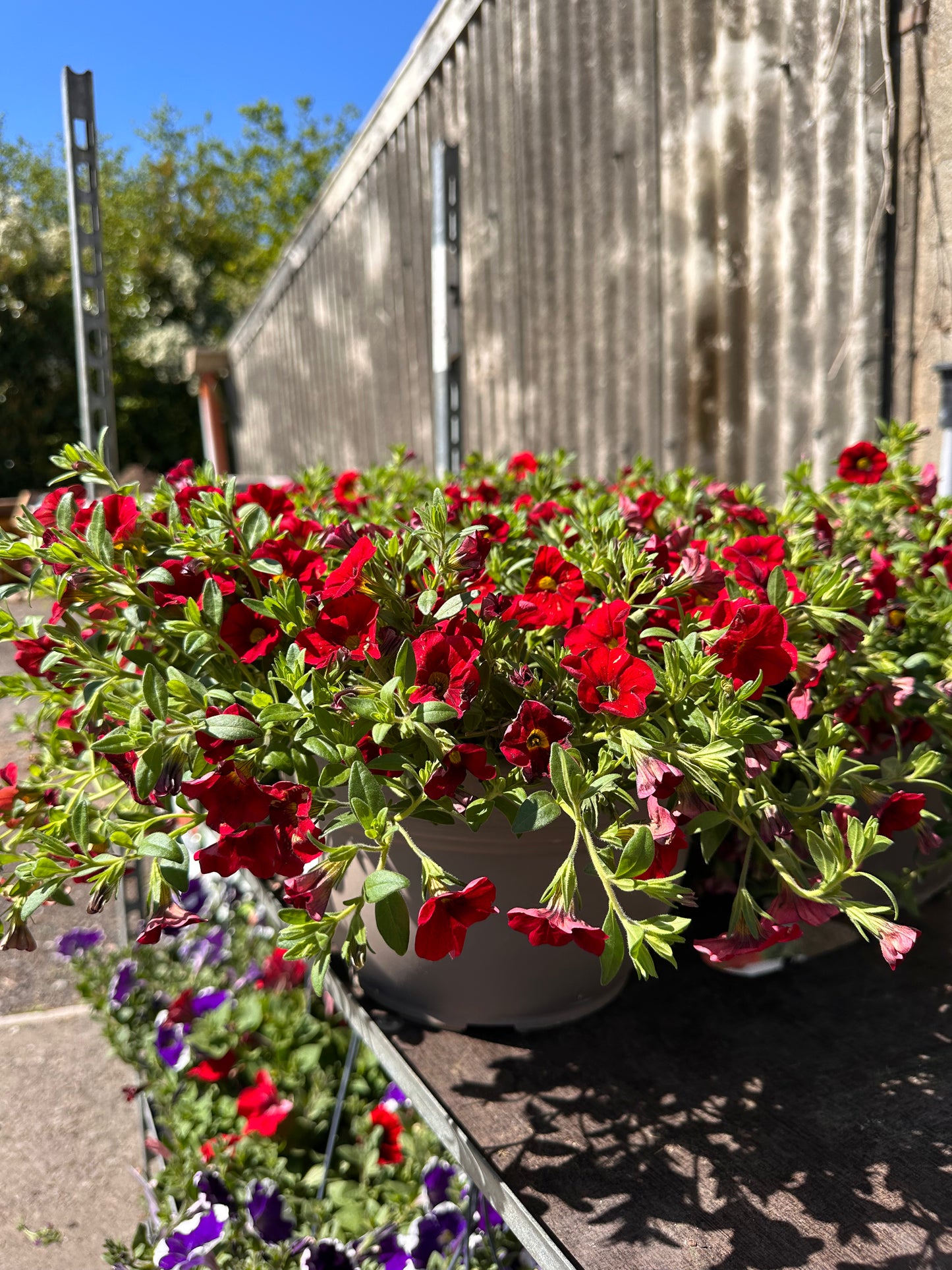Callbrachoa 25cm Bowl Single Colour