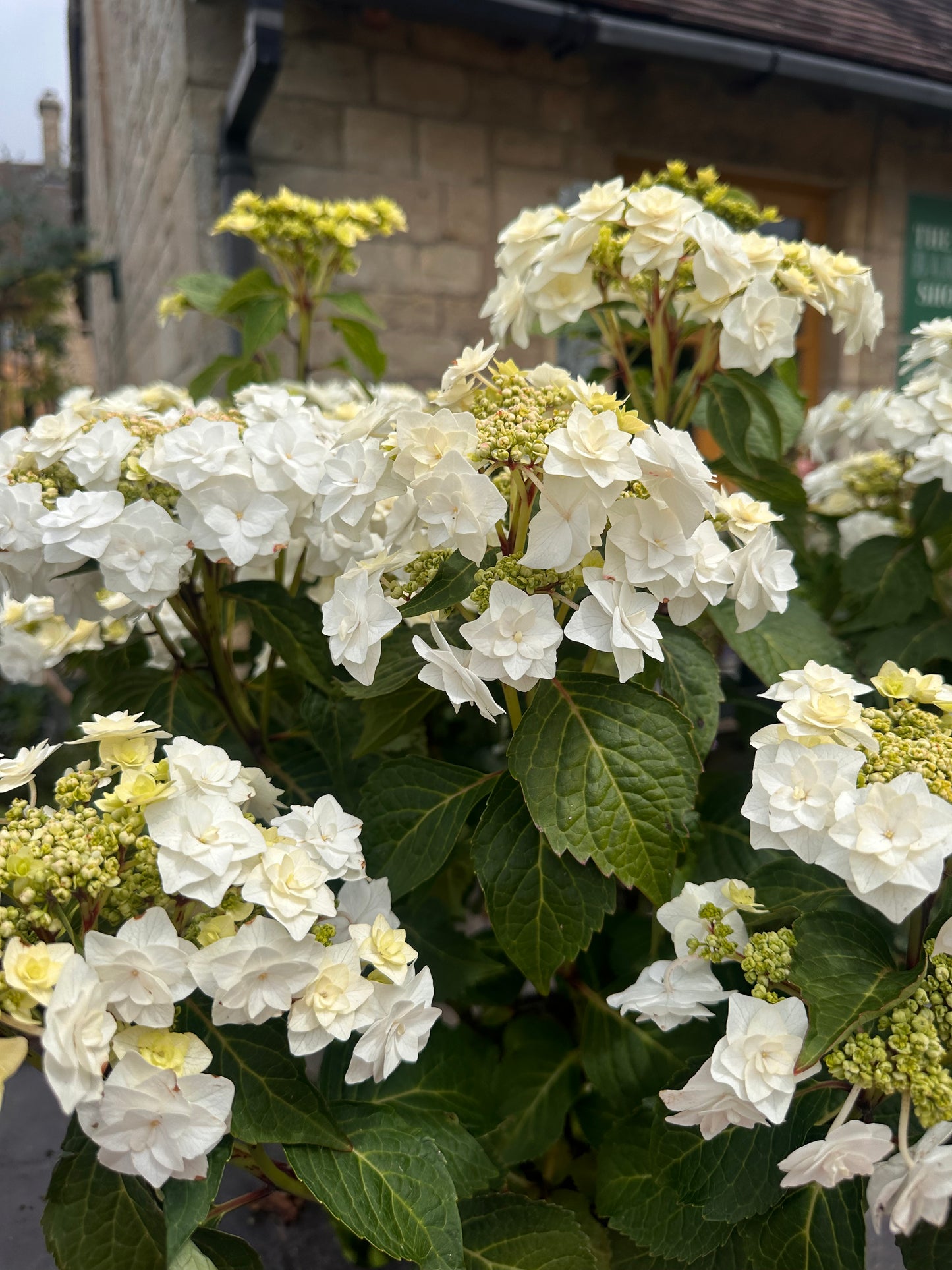 Hydrangea Wedding Gown 5Ltr