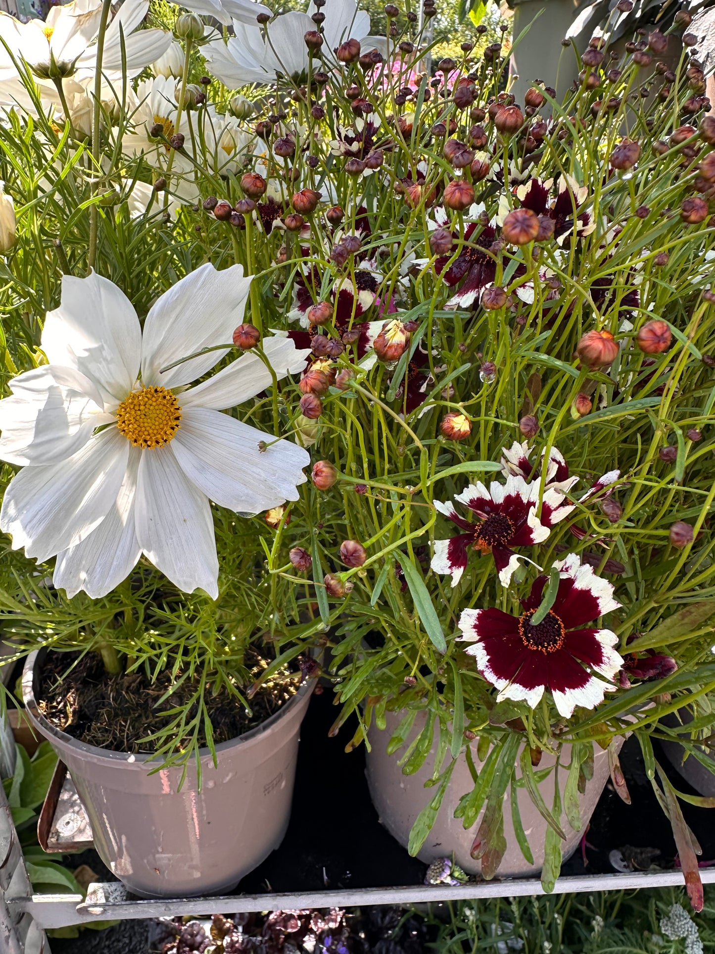 Coreopsis Chorasan Burgundy & White 3Ltr