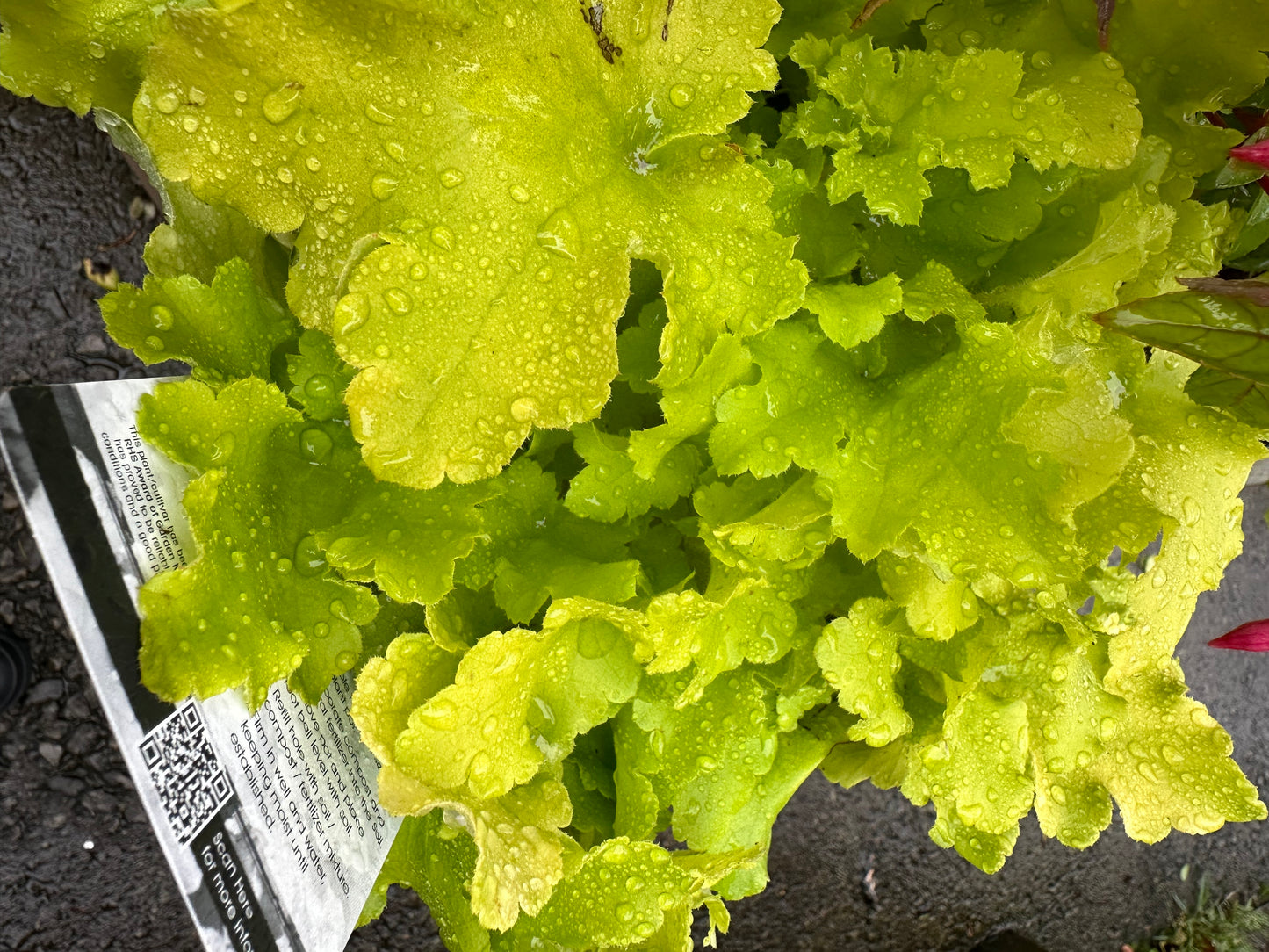 3L British Grown Heucheras Lime Marmalade