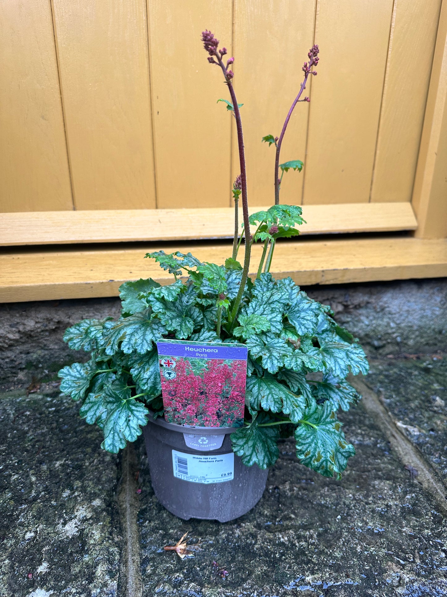 3L British Grown Heuchera Paris