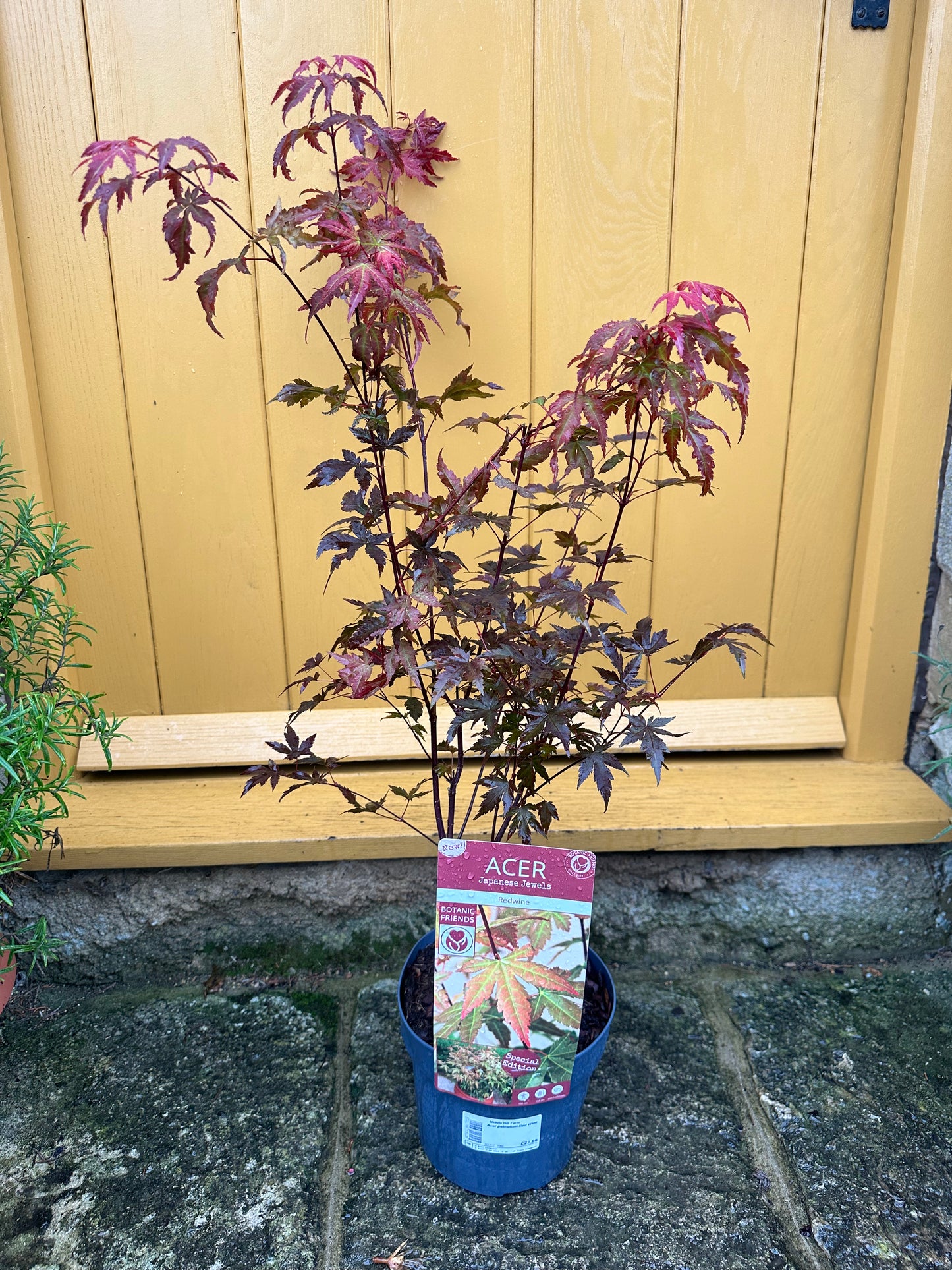 3L Acer Japanese Jewels Redwine