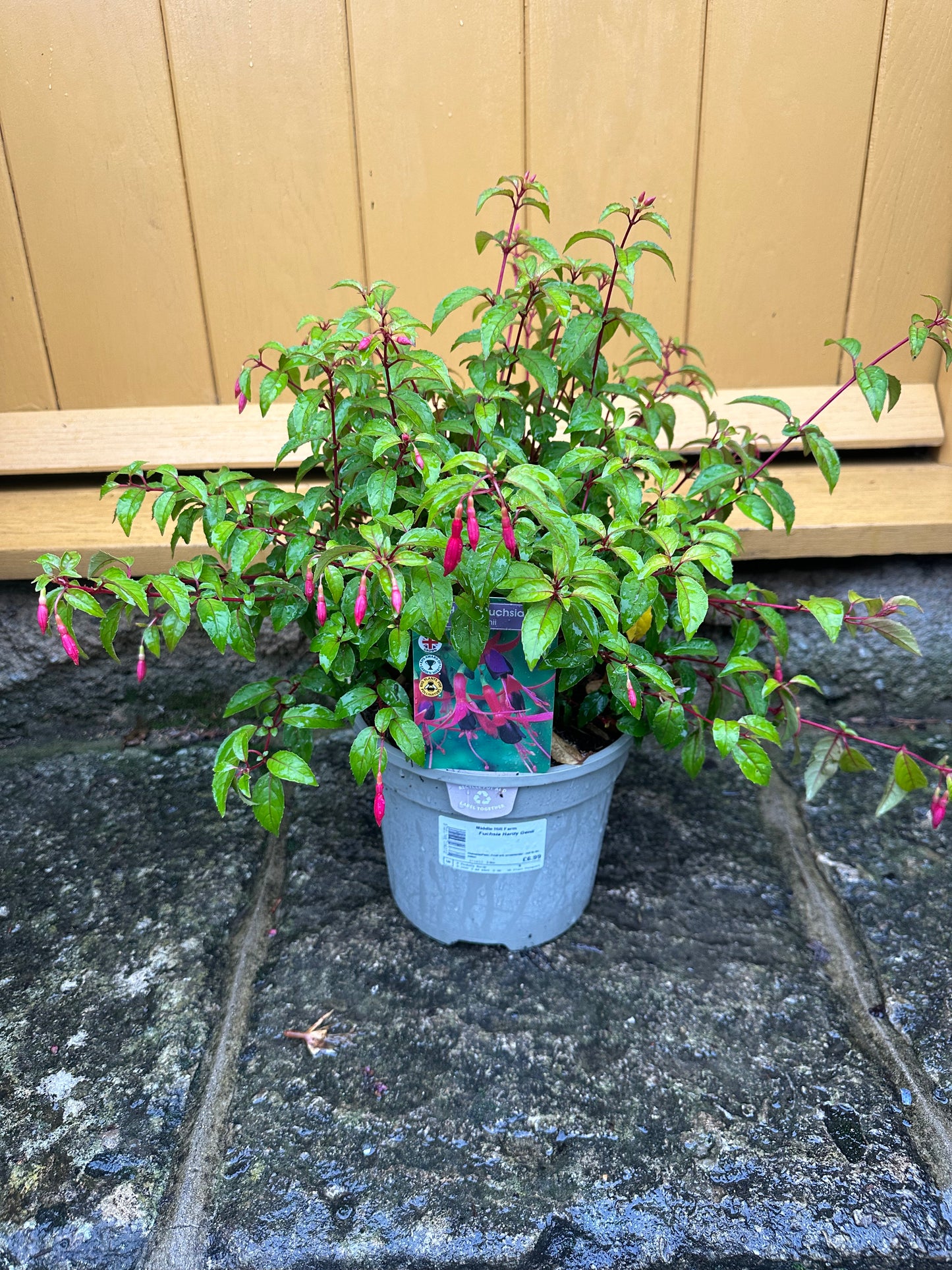 3L Fuchsia Hardy Genii