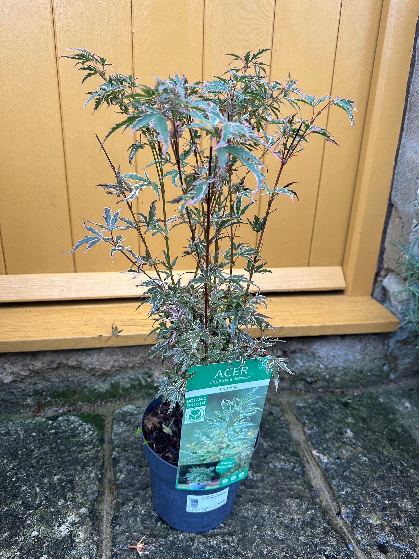 3L Acer Japanese Jewels Butterfly