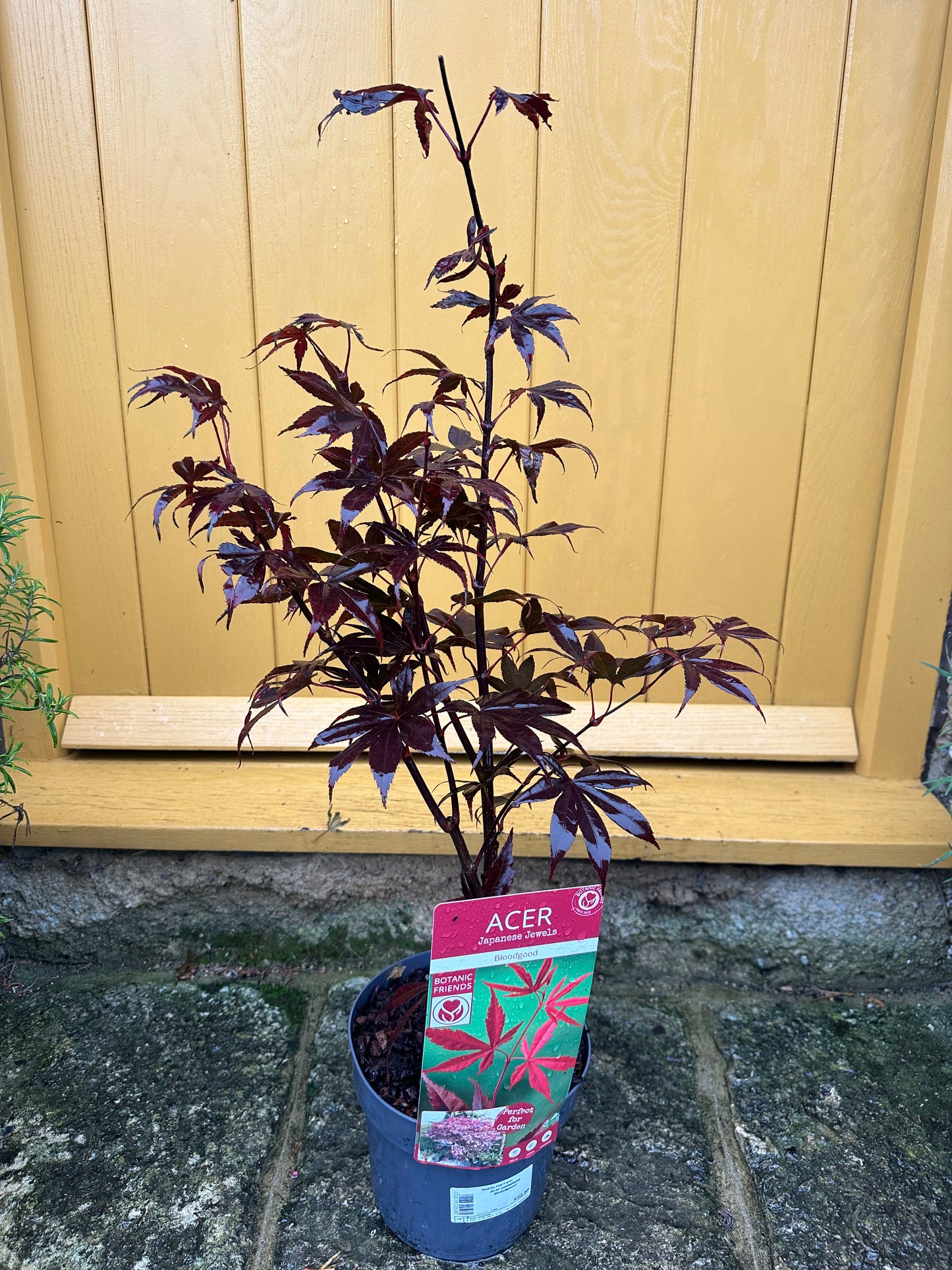 3L Acer Japanese Jewels Bloodgood