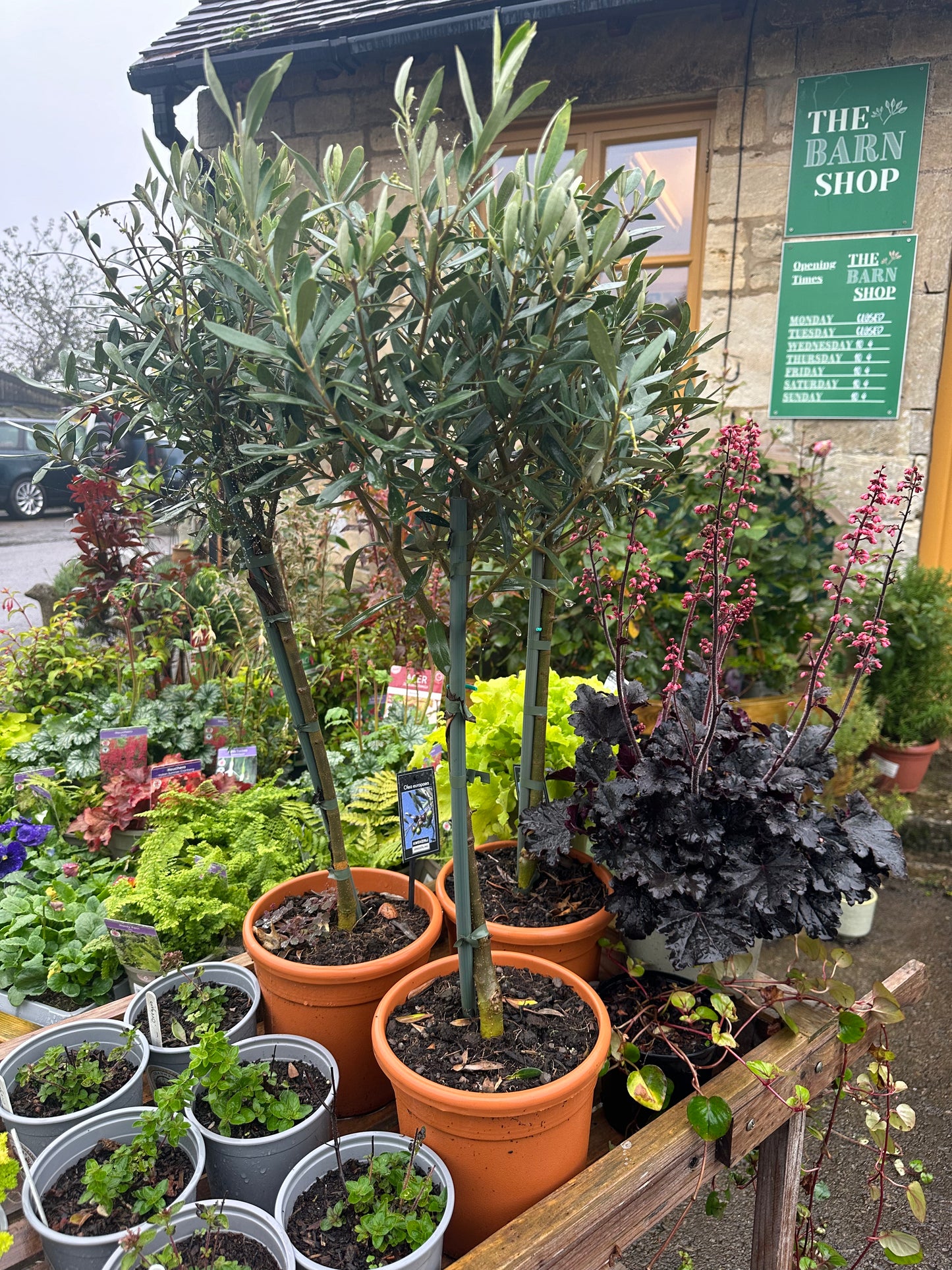 Olive Tree Standard