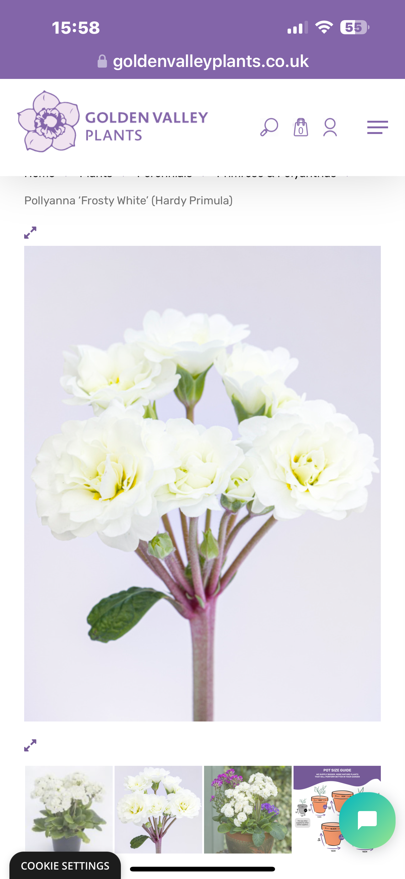 Primula Pollyanna Frosty White 1.5L