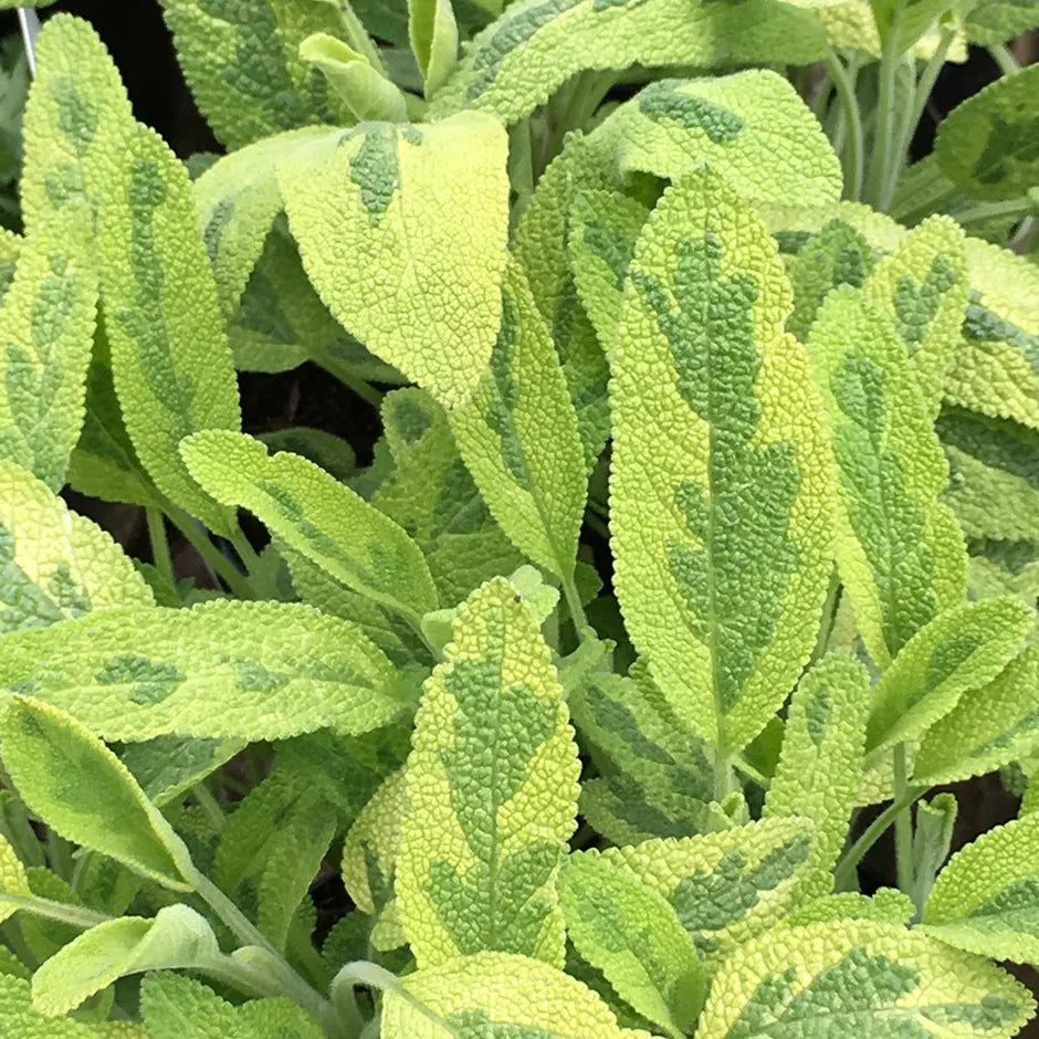 Sage Icterina 14cm