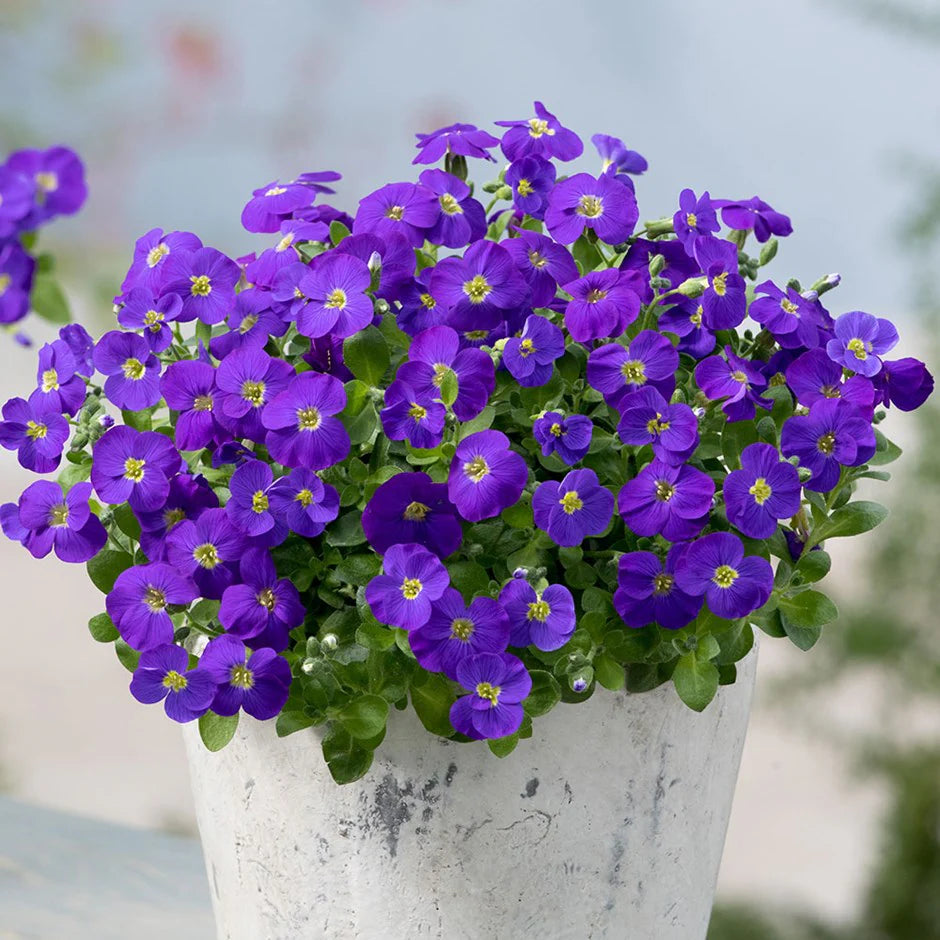 Aubrieta Kitte Blue 1Litre