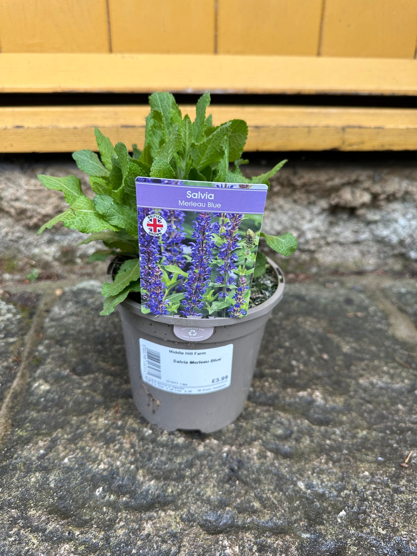 Salvia Merleau Blue 1 Ltr
