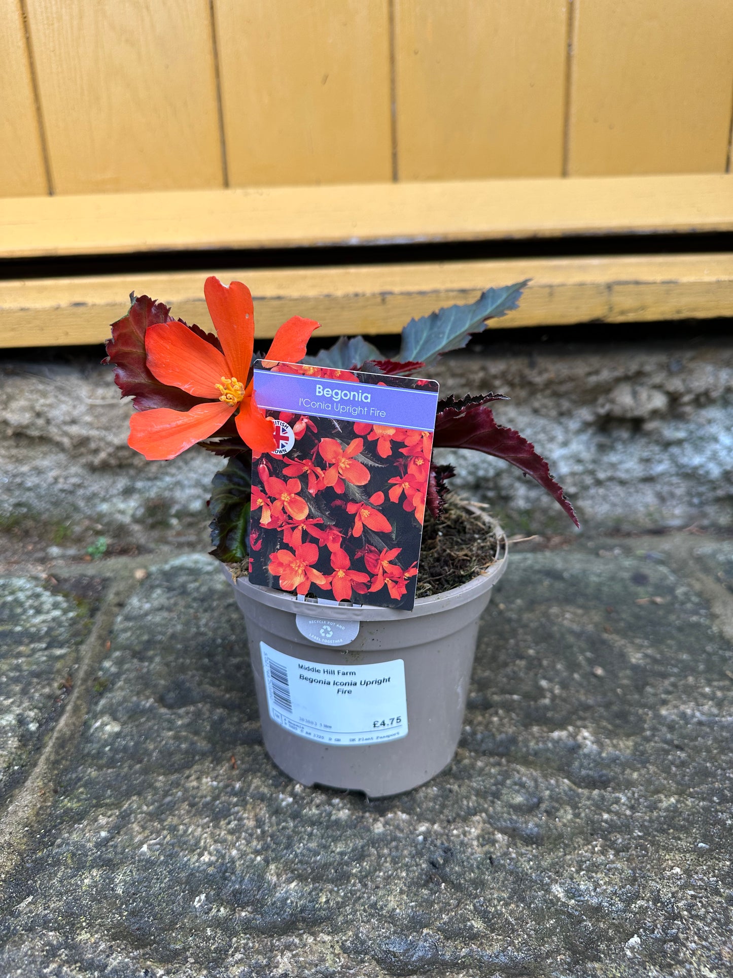 Begonia Iconia Upright Fire 1 Ltr