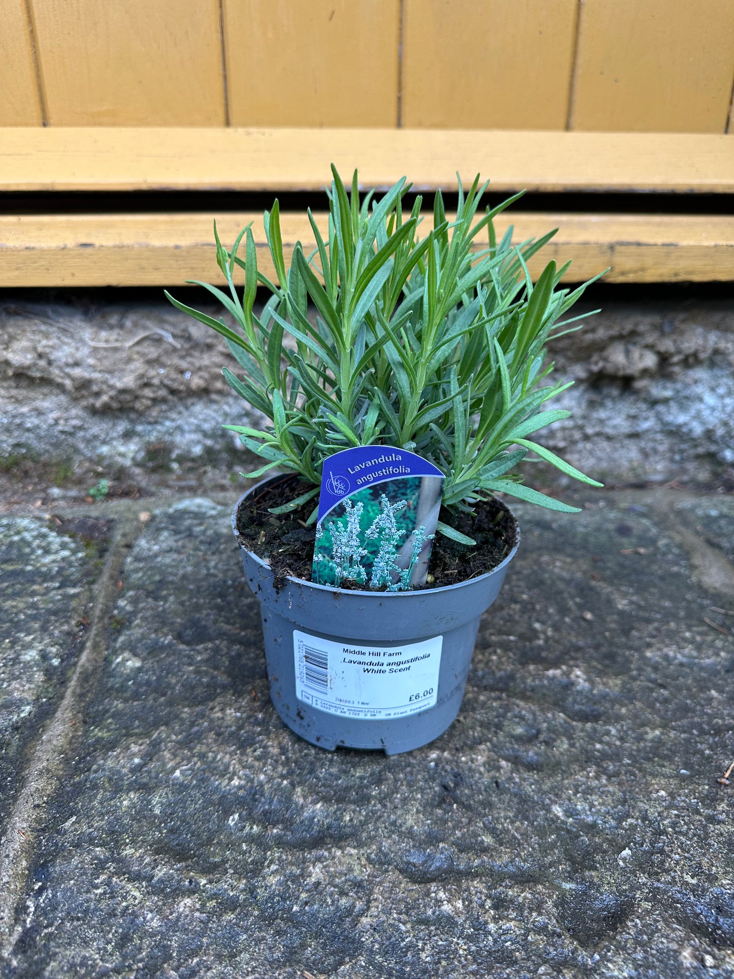 Lavandula augustifolia White Scent 1Ltr