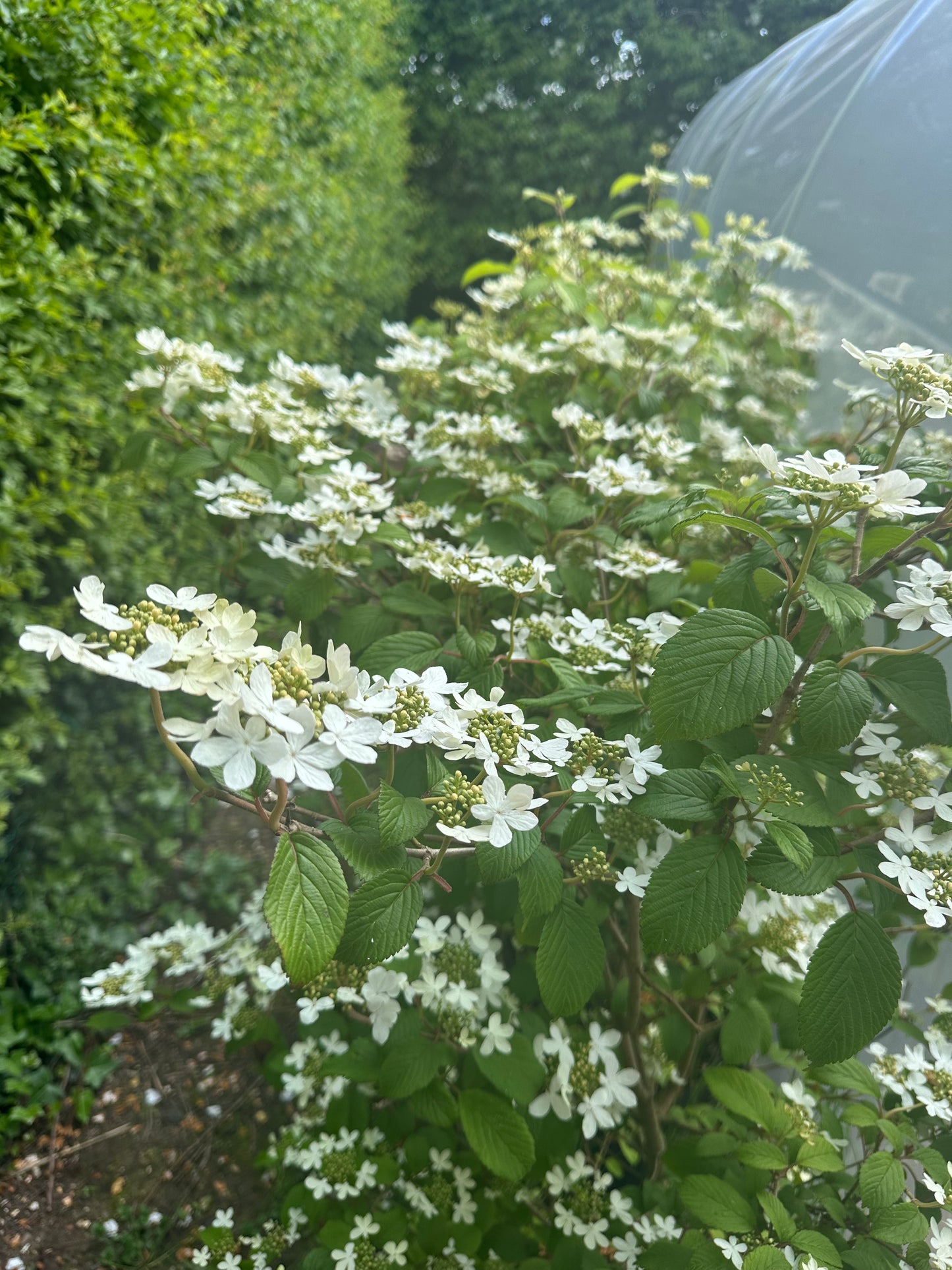 Viburnum plicatum Watanabe 12Ltr