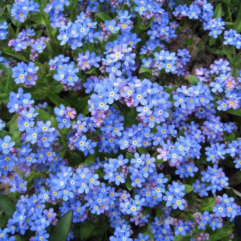 Shady Spot Seed Set