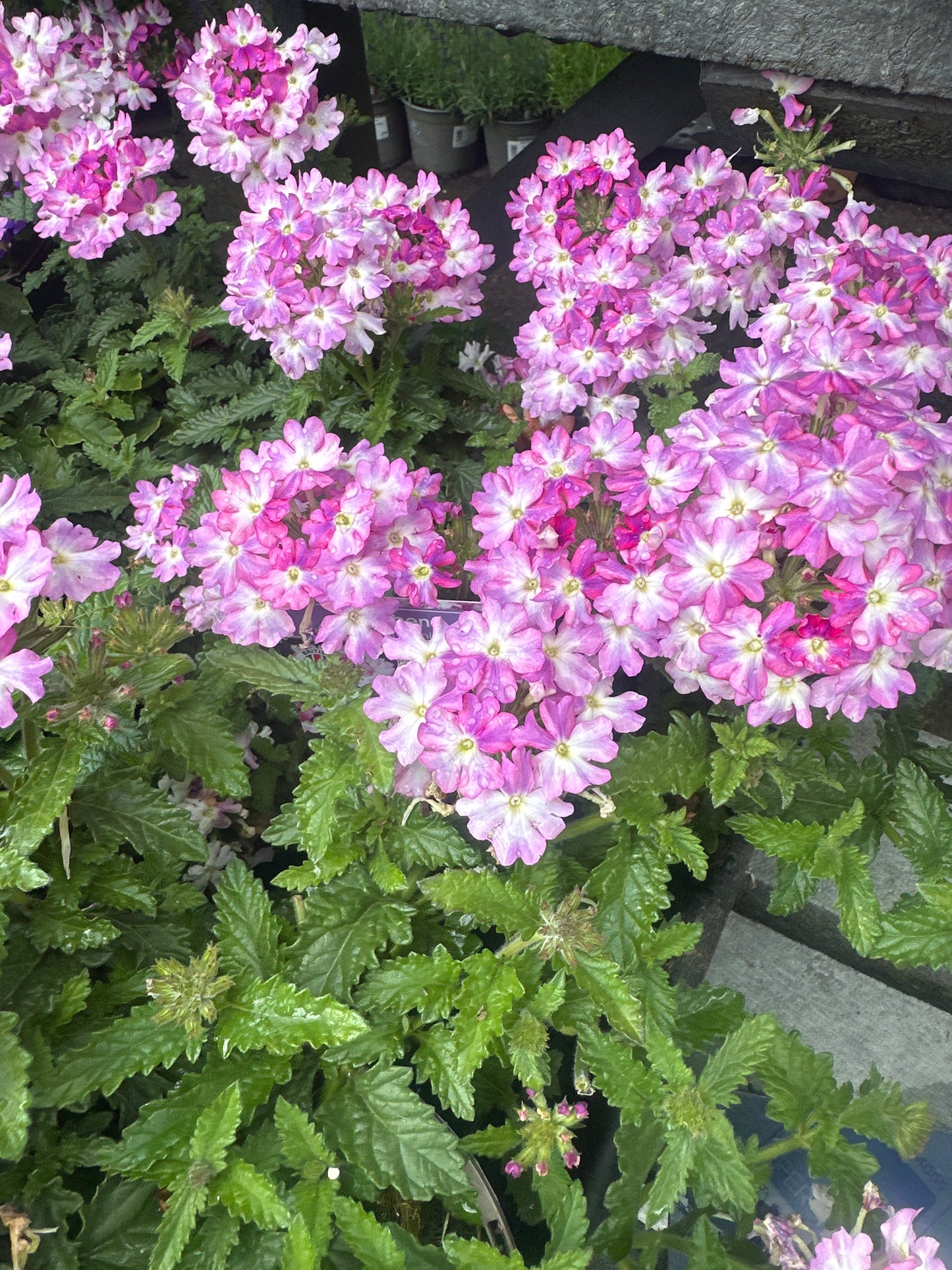 Verbena Vanessa 1Ltr