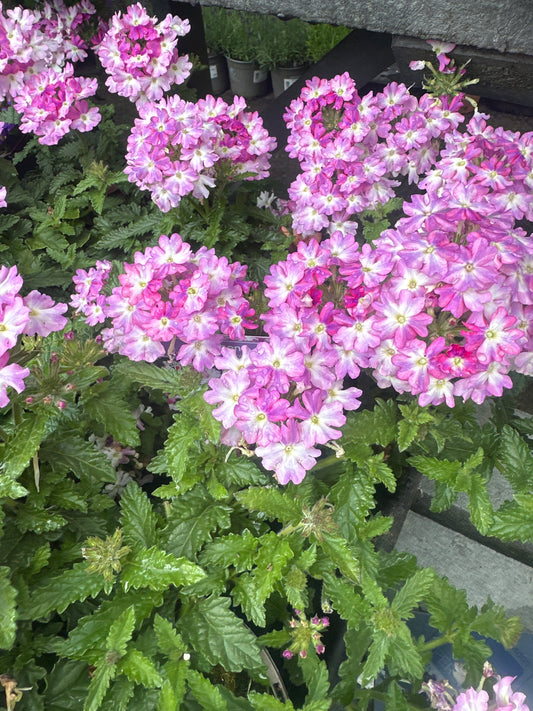 Verbena Vanessa 1Ltr