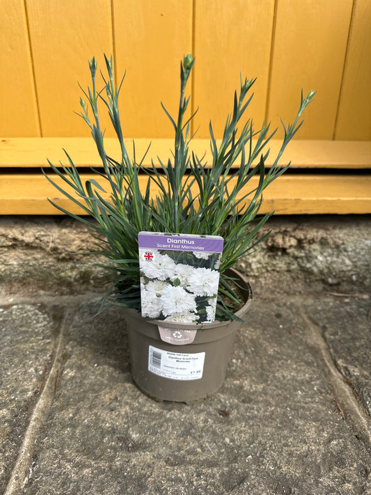 Dianthus Scent First Memories 2Ltr