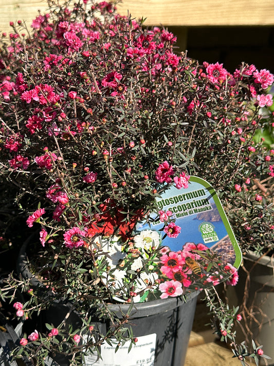 Leptospermum Scoparium 19cm