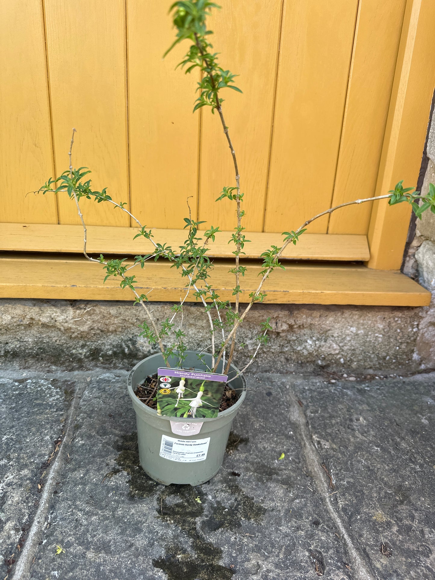 Fuchsia Hardy Hawkshead 2Ltr