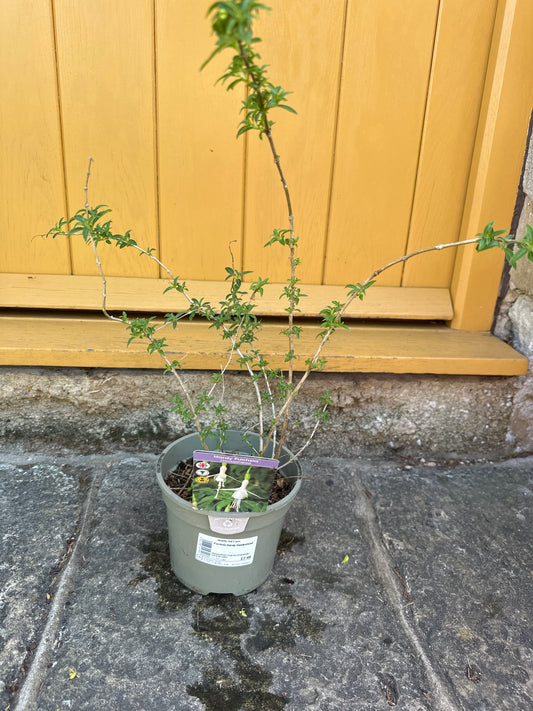 Fuchsia Hardy Hawkshead 2Ltr