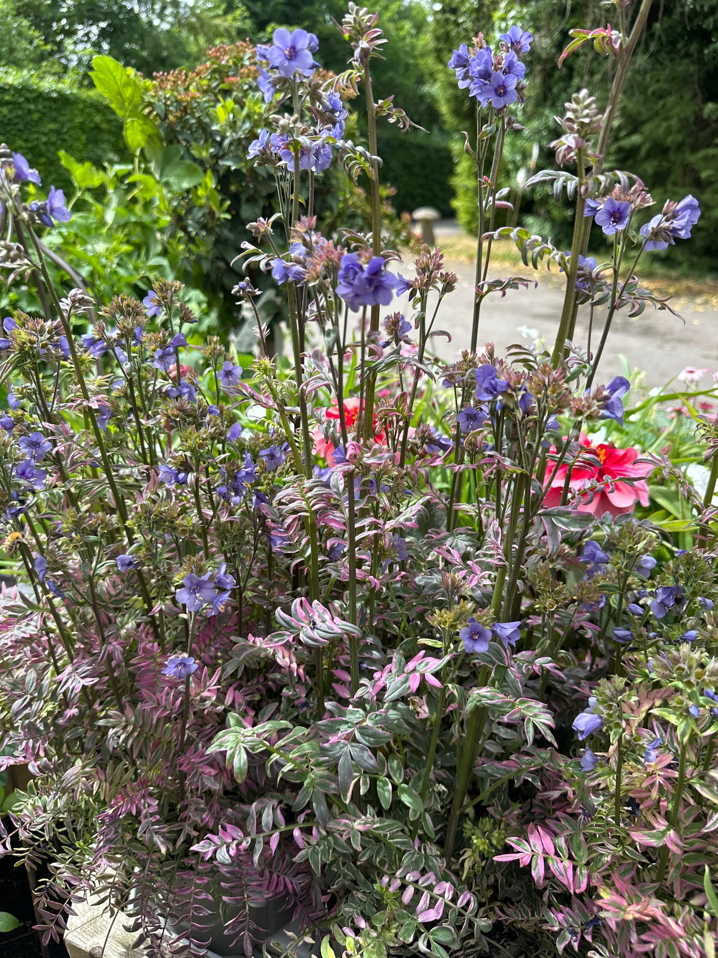 Polemonium Kaleidoscope 3Ltr