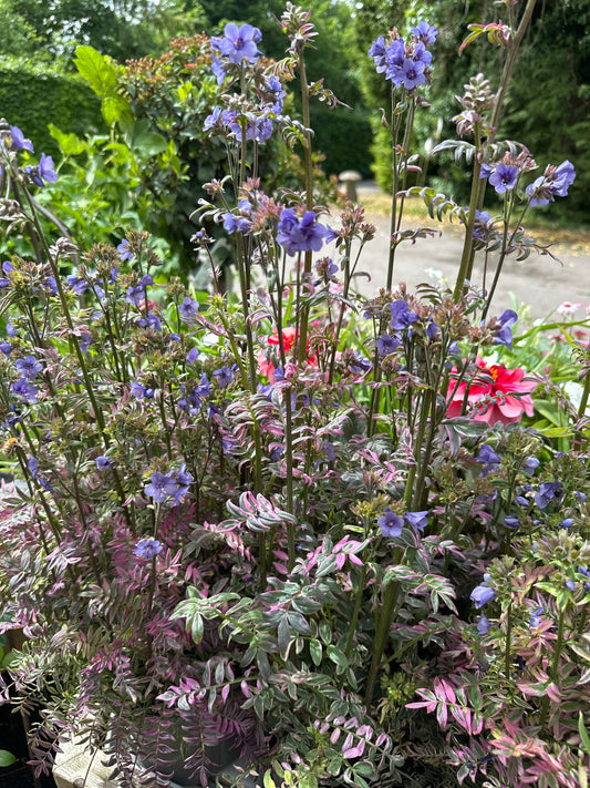 Polemonium Kaleidoscope 3Ltr