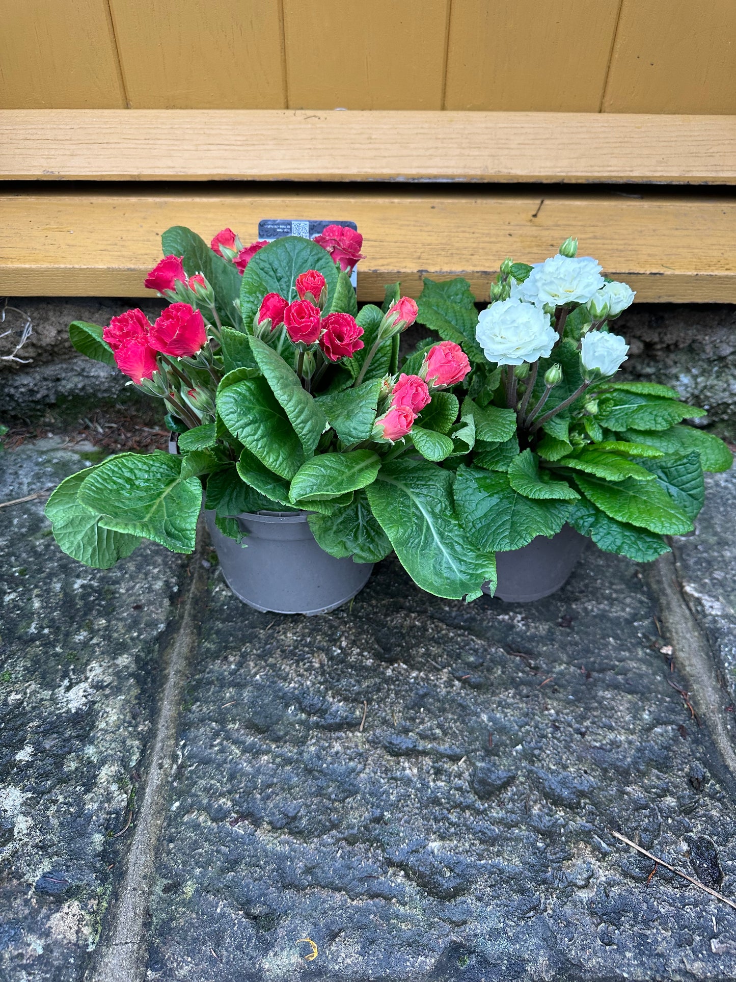 Primula Rosebud Salmon Orange 10.5cm