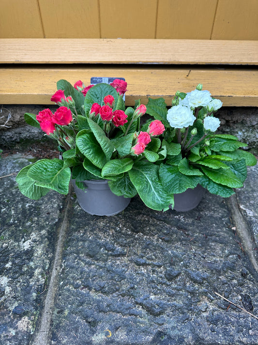 Primula Rosebud Salmon Orange 10.5cm