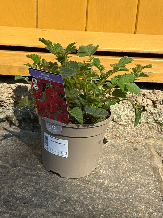 Geum Mrs Bradshaw 2Ltr