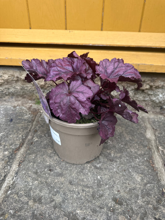Heuchera Wildberry 3Ltr