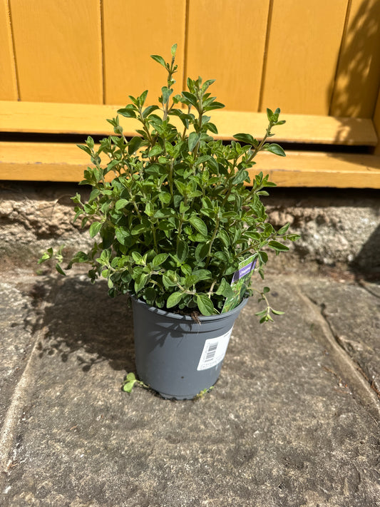 Oregano 14cm