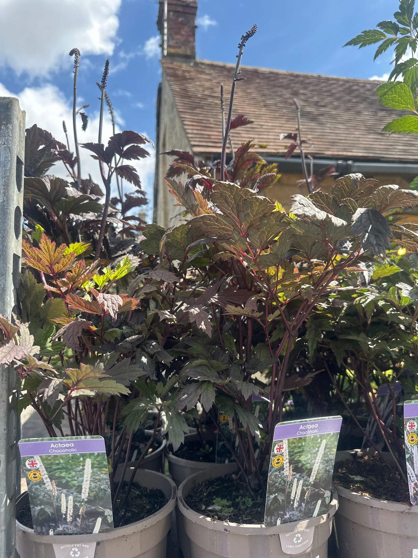 Actaea 3Ltr