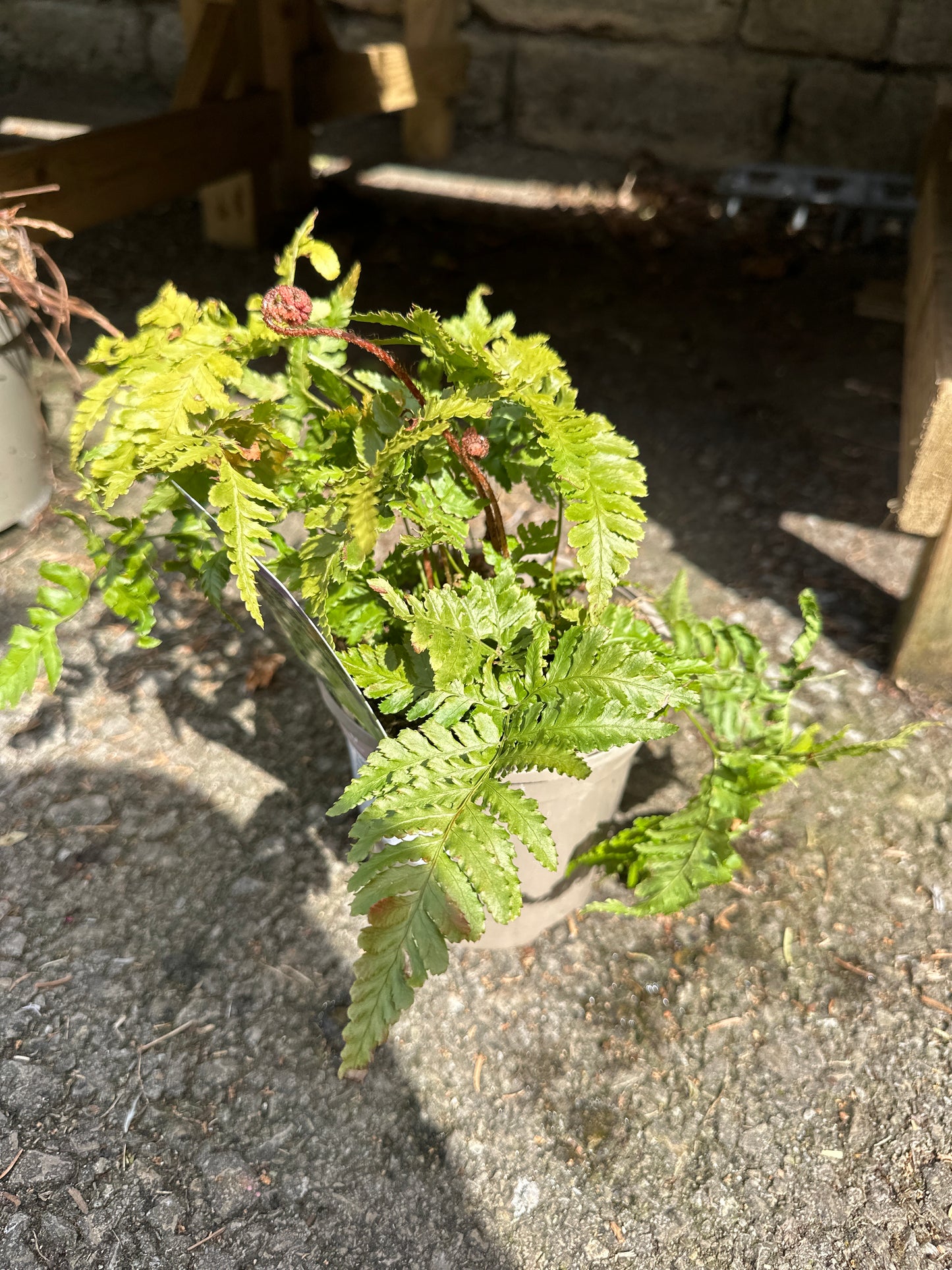 Ferns 1Ltr