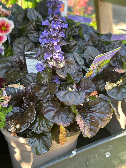 Ajuga Black Scallop 1Ltr