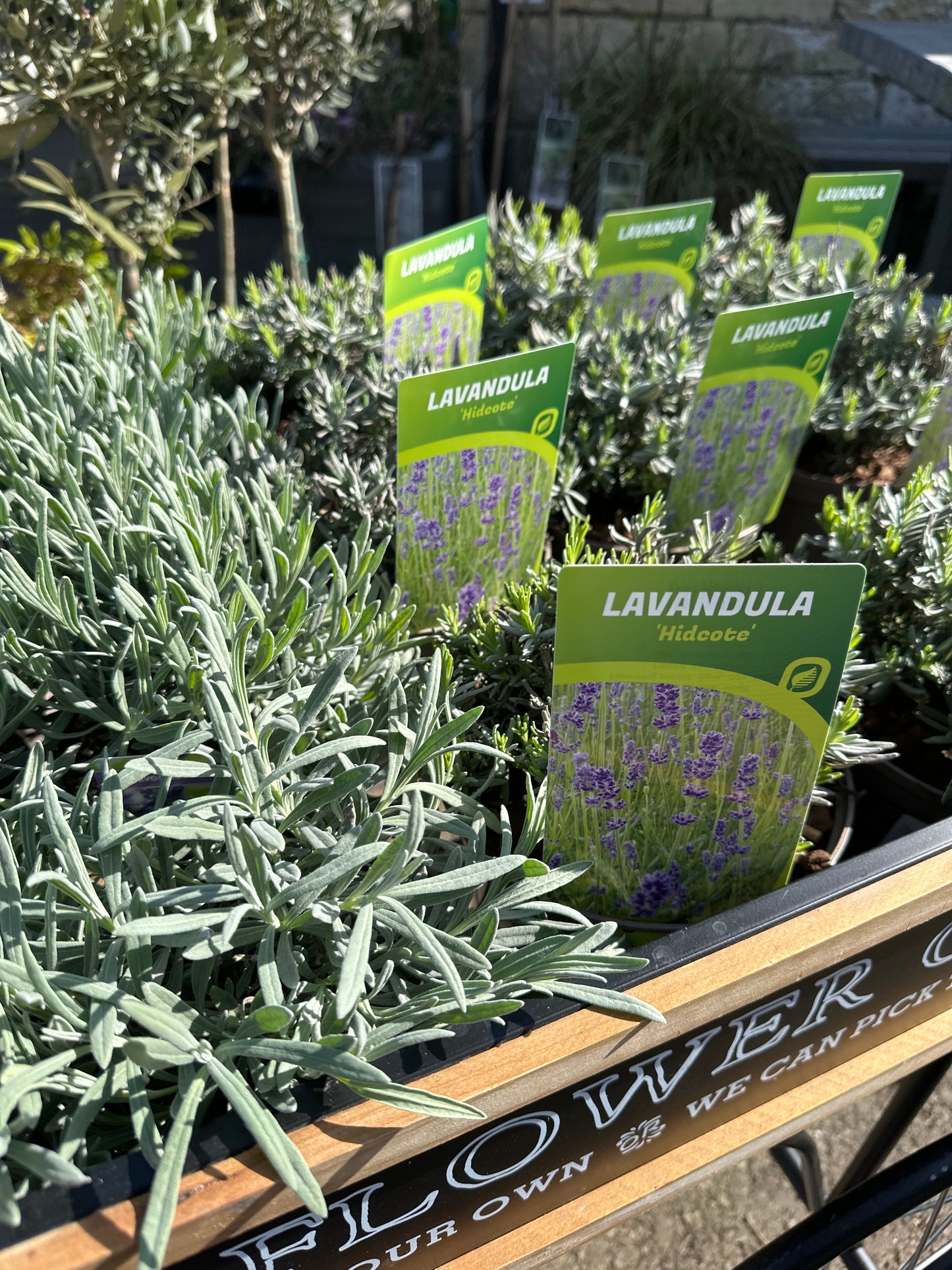 Lavandula