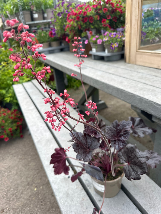 Heuchera Timeless Night 1Ltr