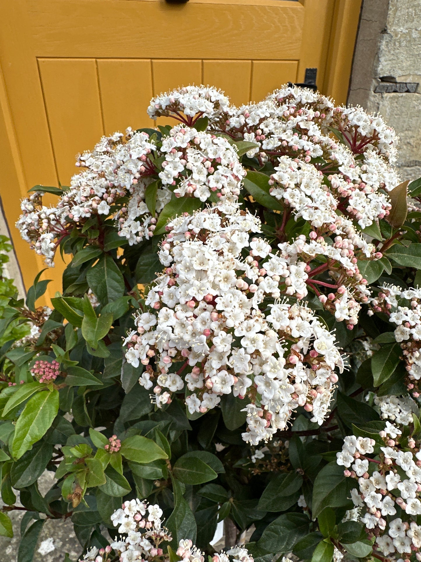 Viburnum tinus Eve Price 1/2 Std 10Ltr
