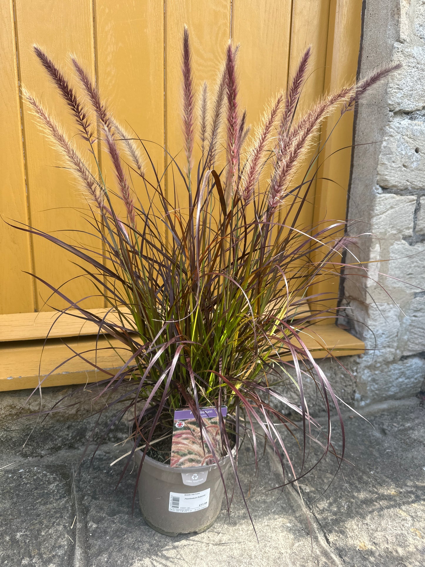 Pennisetum 3Ltr