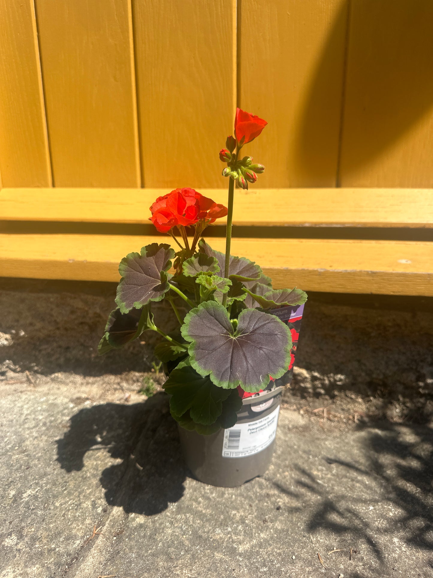 Pelargonium  1 Ltr
