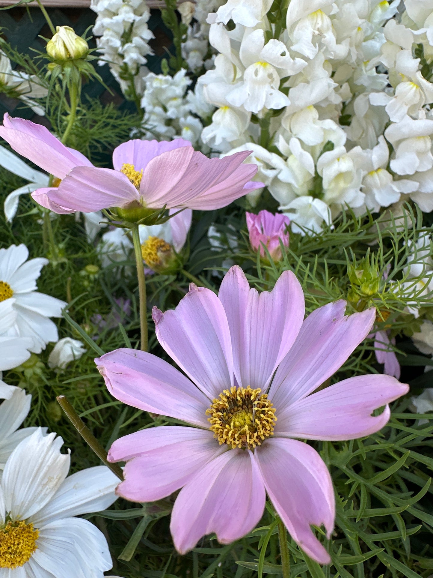 Cosmos 2Ltr