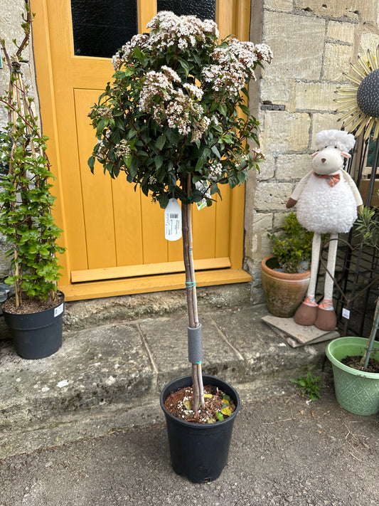 Viburnum tinus Eve Price 1/2 Std 10Ltr