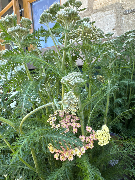 Achillea New Vintage Terracotta 3Ltr