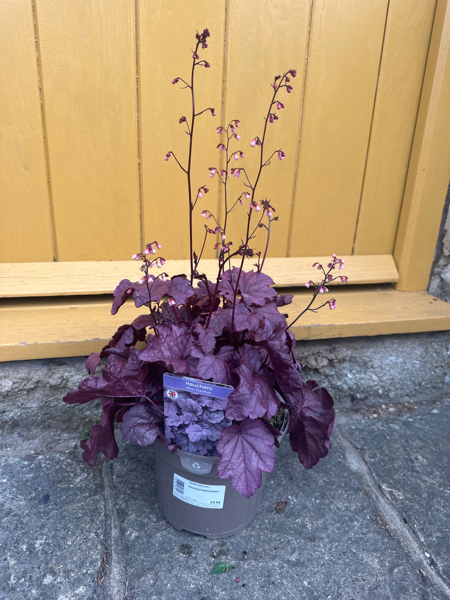 Heuchera Pink Panther 3Ltr