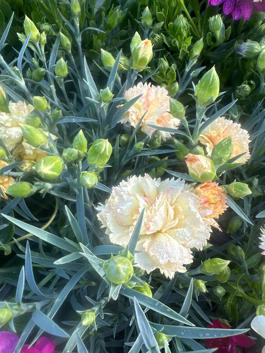 Dianthus Italian 1Ltr