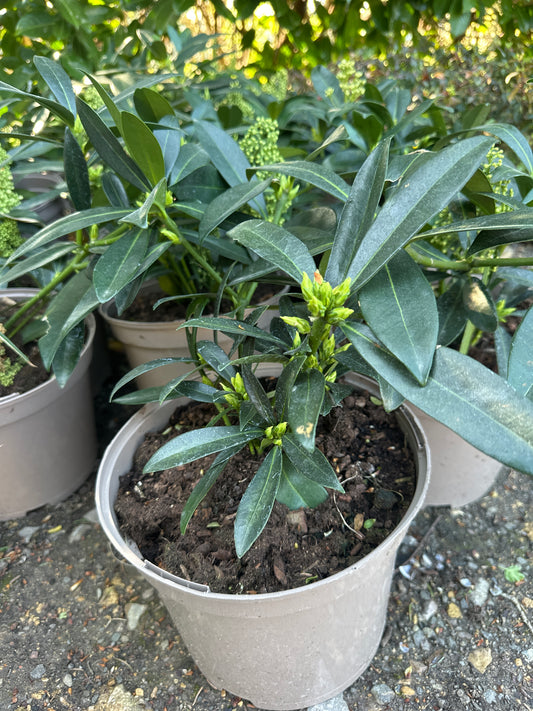 Skimmia japonica 5Ltr