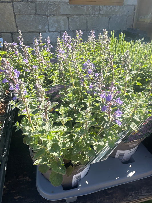 Nepeta Purrsian Blue 1Ltr